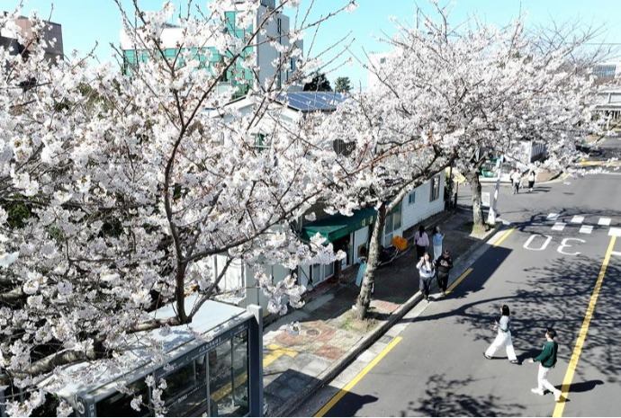 [사진으로 보는 한국] 제주에 내려 앉은 봄···연분홍 벚꽃 '활짝'