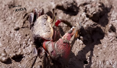 [The Wonders of Korea] Ep2. Mud Flats, The Land of Coexistence