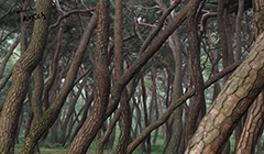  [The Wonders of Korea] Ep3. Pine Tree: The Tree of Life