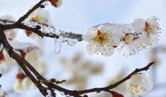 [The Wonders of Korea 2] 01. 고고한 삶의 정신, 사군자